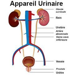 Urologie